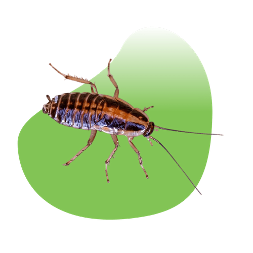 Fortified Pest Management Las Vegas Pest Control